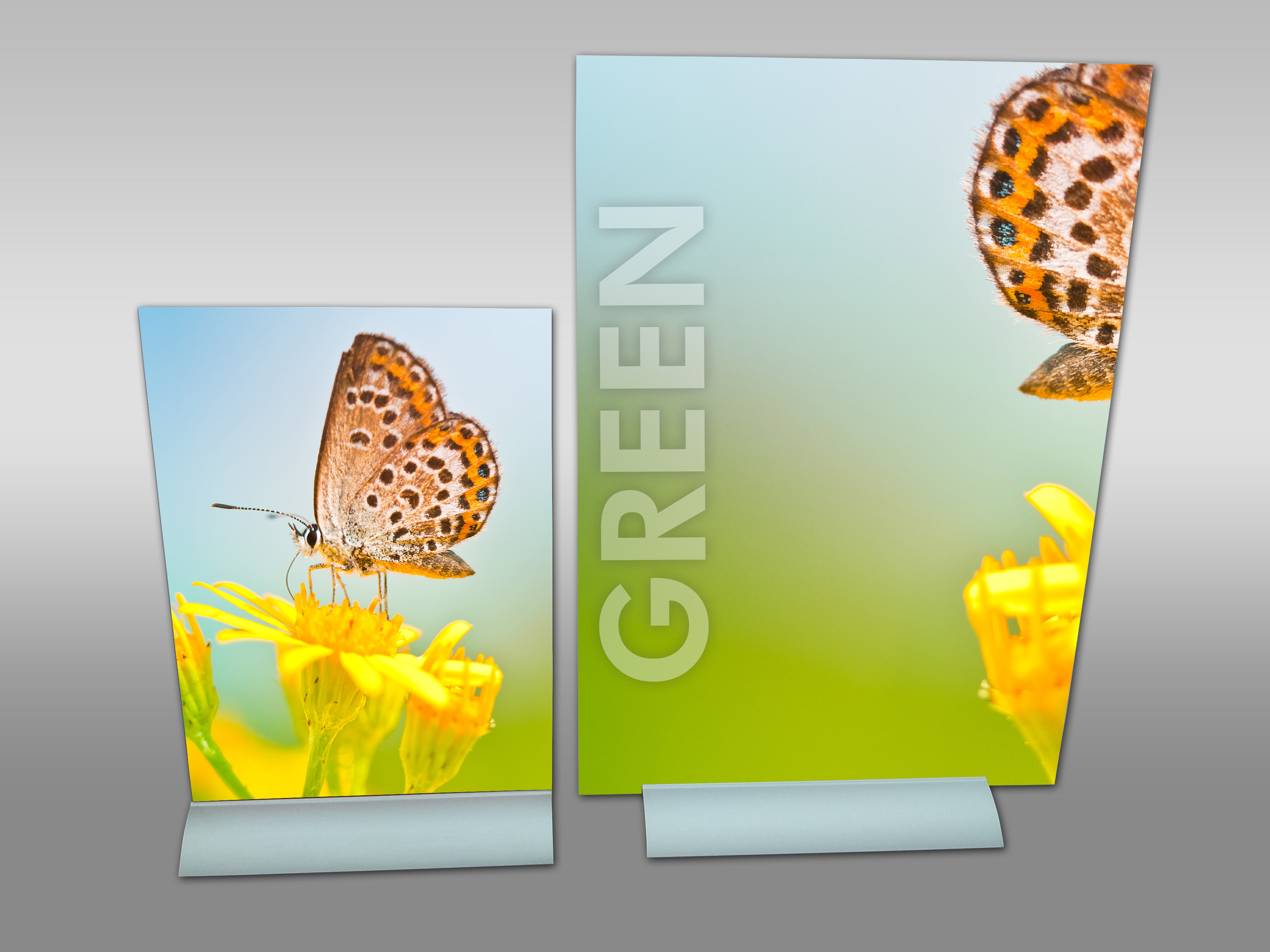 ���� ������ �����